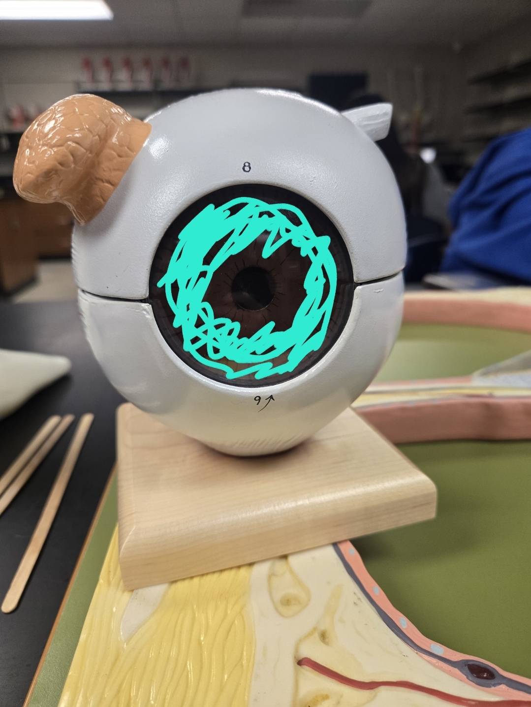 <p>Anatomy of the eye: Tunics</p>