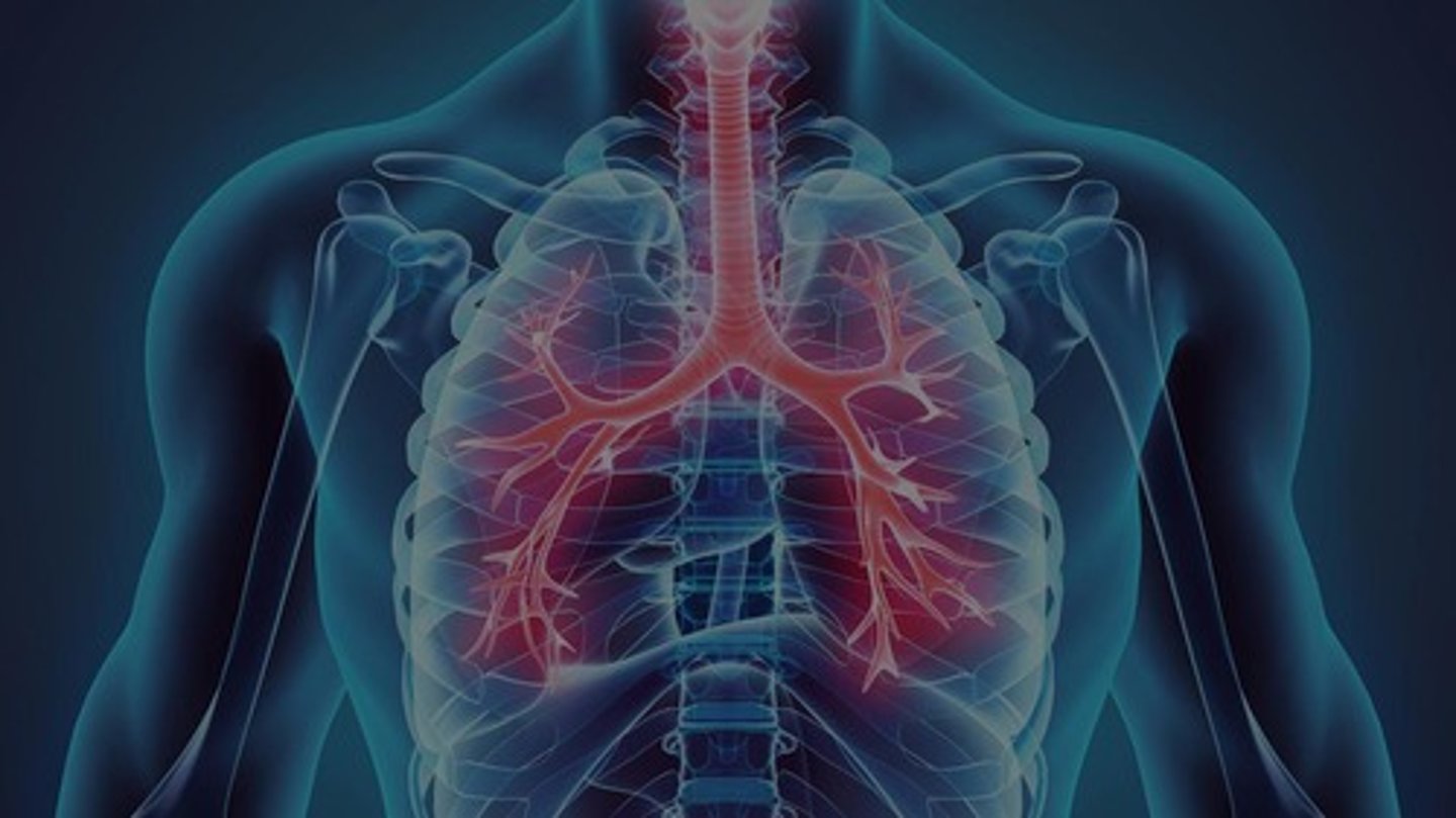 <p>System responsible for gas exchange in the body.</p>