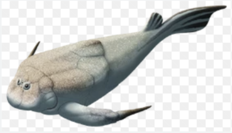<p>Genus</p>
