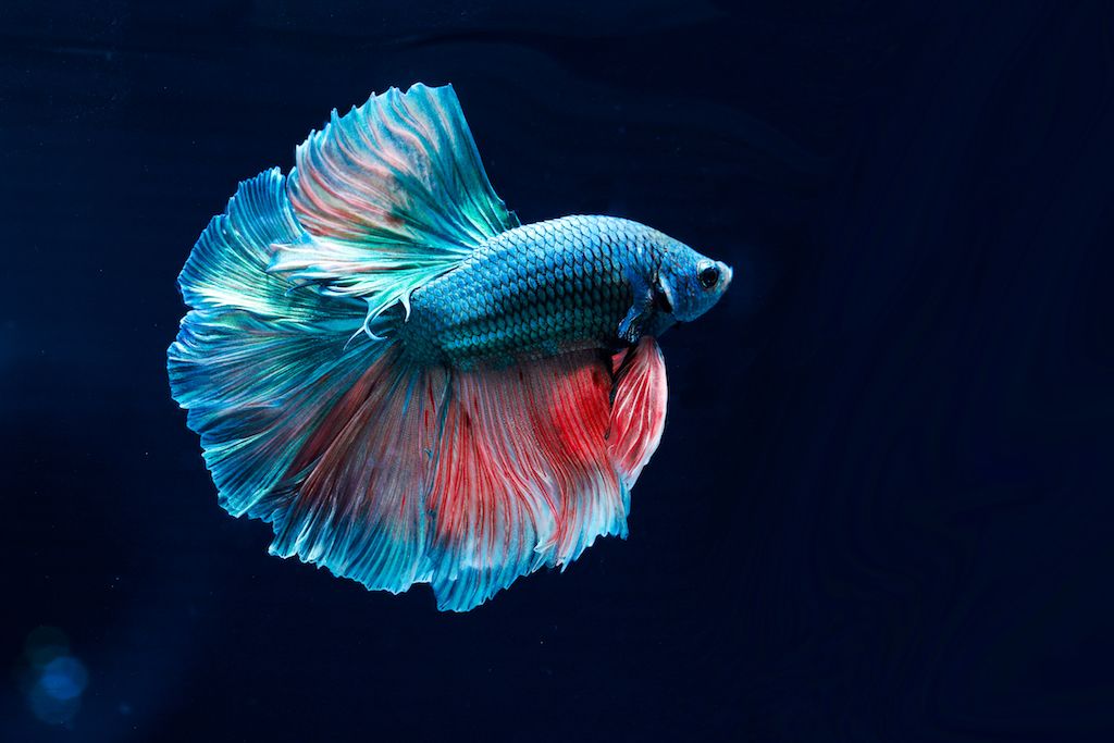 <p>Siamese fighting fish</p>