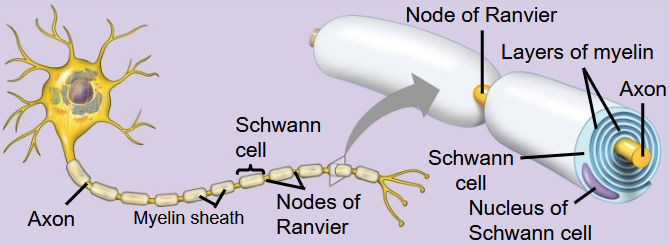 <p><span>Are glia that form the myelin sheaths around the axons</span><br><span>of many vertebrate neurons</span></p>