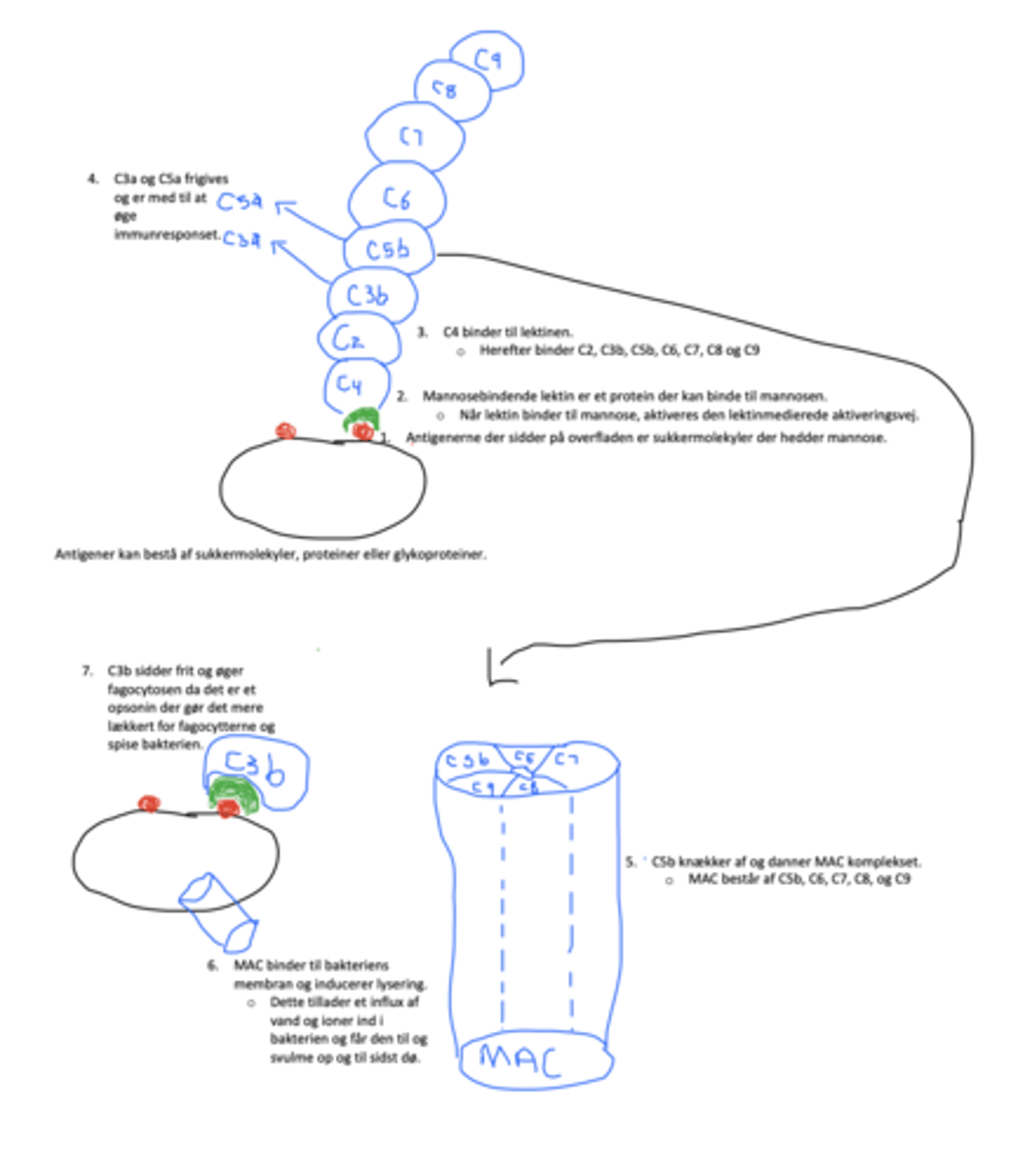 <p>Det er proteiner der binder Ca2+ afhængigt til deres ligander.</p><p>CRP syntentiseres i leveren og er med til og aktivere den klassiske aktiveringsvej</p><p>SAP transporterer kolesterol til leveren og det inducerer enzymer der nedbryder bindevæv og rekruttere immunceller til det betændte område.</p>