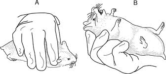 <p><span><span>•Scruff !</span></span></p>