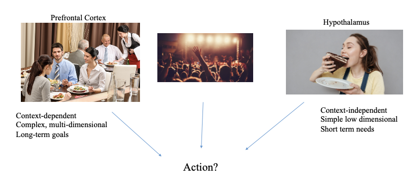 <p>prefrontal cortex: context-dependent, complex/multi-dimensional, long-term goals</p><p>hypothalamus: context-independent, simple low dimensional, short term needs</p><p>multiple paths to action!</p>