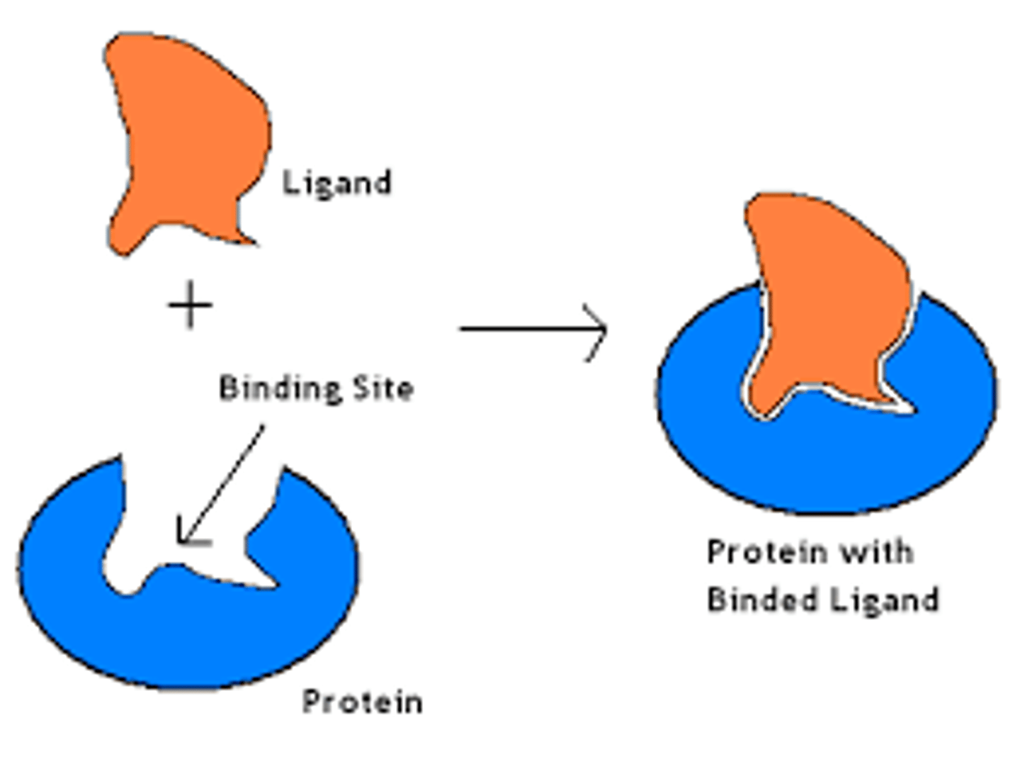 <p>A molecule that binds specifically to a receptor site of another molecule.</p>