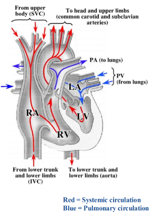 <p>-superior and inferior vena cava enter the right atrium</p><p>-pulmonary veins enter the left atrium</p><p>-blood passes from atria to ventricles by passing through the right (tricuspid) or left (mitral) atrioventricular valves</p><p>-blood leaves the heart by passing from the ventricles to the pulmonary trunk (artery) or aorta by passing through the pulmonary or aortic semilunar valves</p>