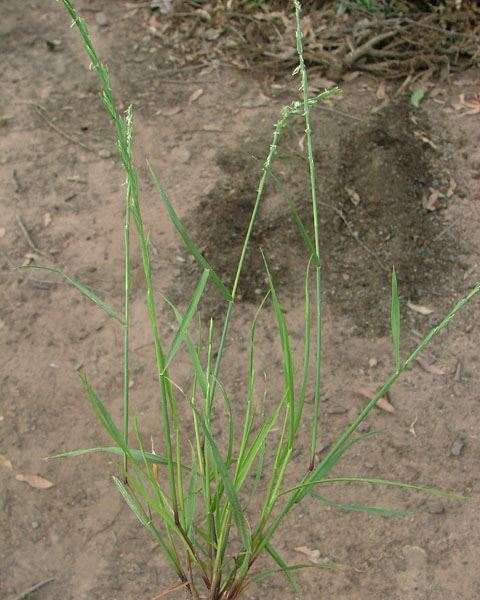<p>Rigid italian rye grass (Invasive)</p>