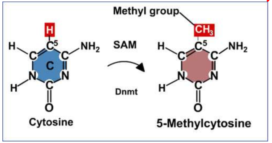 <p>Chemical mechanism of DNA methylation&nbsp;</p>