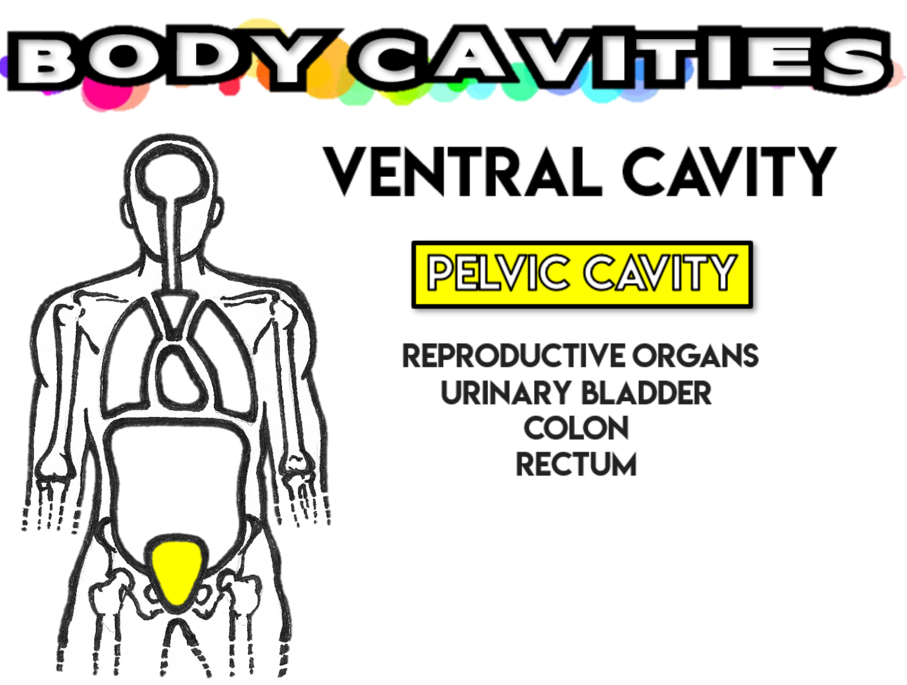 <p>Reproductive organs, urinary bladder, colon, rectum </p>