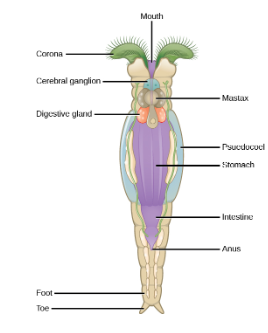 <p>Microscopic animals with cilia “wheels” for feeding; mostly reproduce asexually.</p>