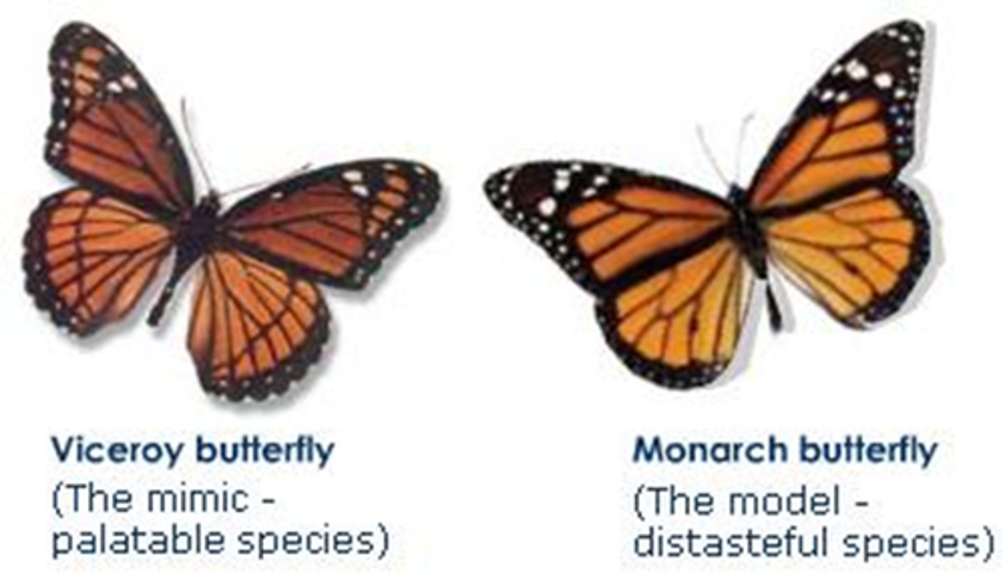 <p>--only one is dangerous</p><p>occurs when an edible species mimics the inedible species (the model)</p><p>- Butterflies and snakes</p><p>- Mimicry is not limited to color pattern (e.g., rattle-like sound)</p>