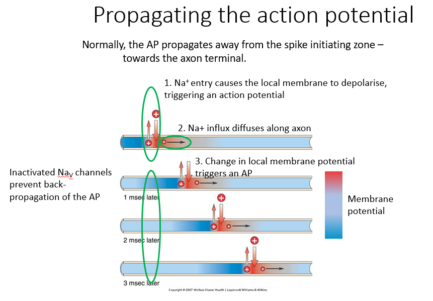 <p>Normally, the AP propagates away from spike initiating zone towards axon terminal</p><ol><li><p>Na+ entry causes local membrane to depolarize - triggering action potential</p></li><li><p>Excess sodium diffuses along length of axon. If sufficient sodium ions diffuse, then we’ll get a depolarization in an adjacent region of the axon</p></li><li><p>change in local membrane potential triggers an action potential. So we get this propagation along the axon.</p></li></ol><p></p><p>IMAGE: The blue region is inactivated Na channels - which prevents back-propagation of action potentials.</p><p></p>