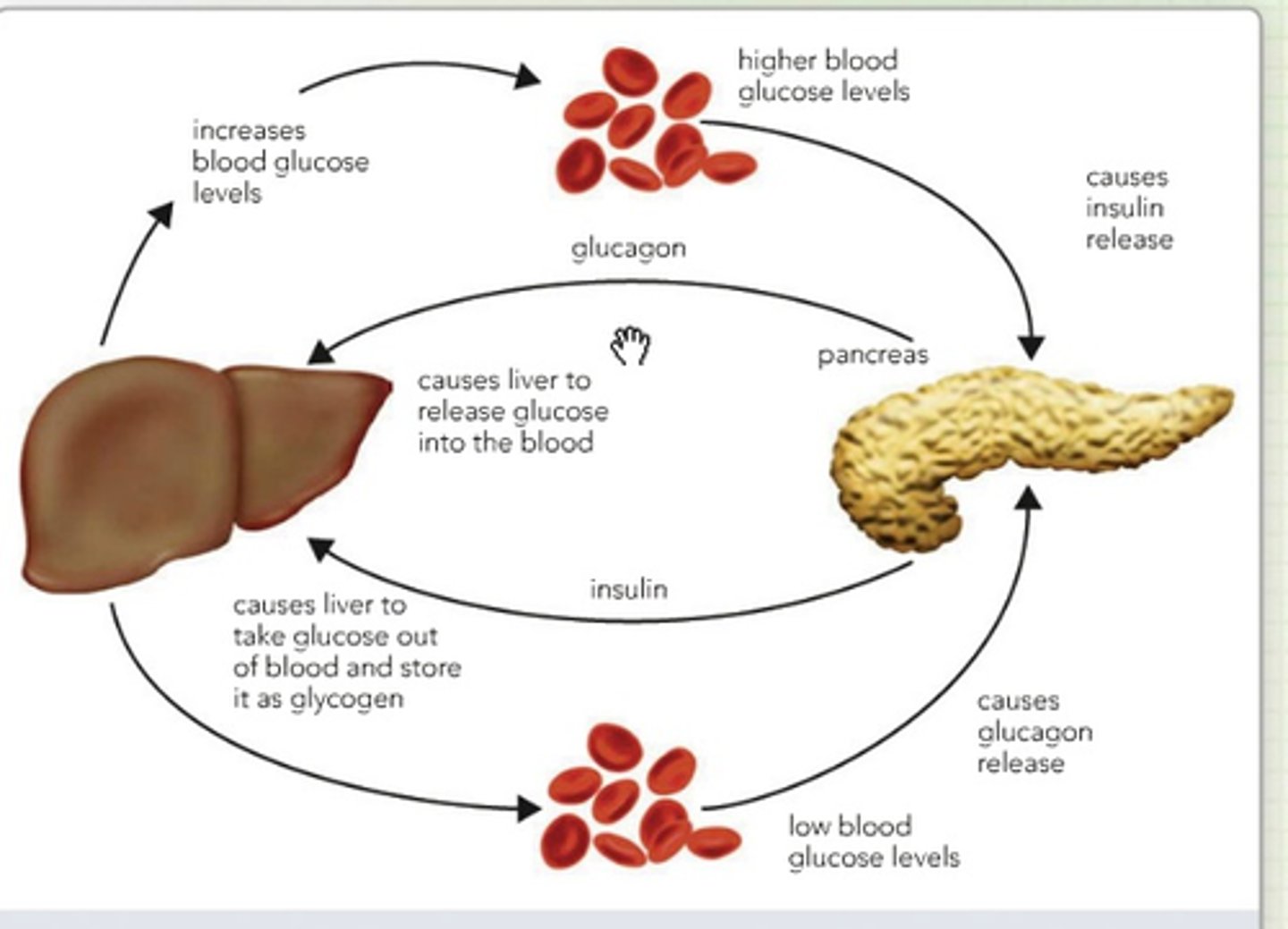 <p>(C) The Liver</p><p>These hormones will have an effect that is 4x greater at the Liver than anywhere else in the body.</p>