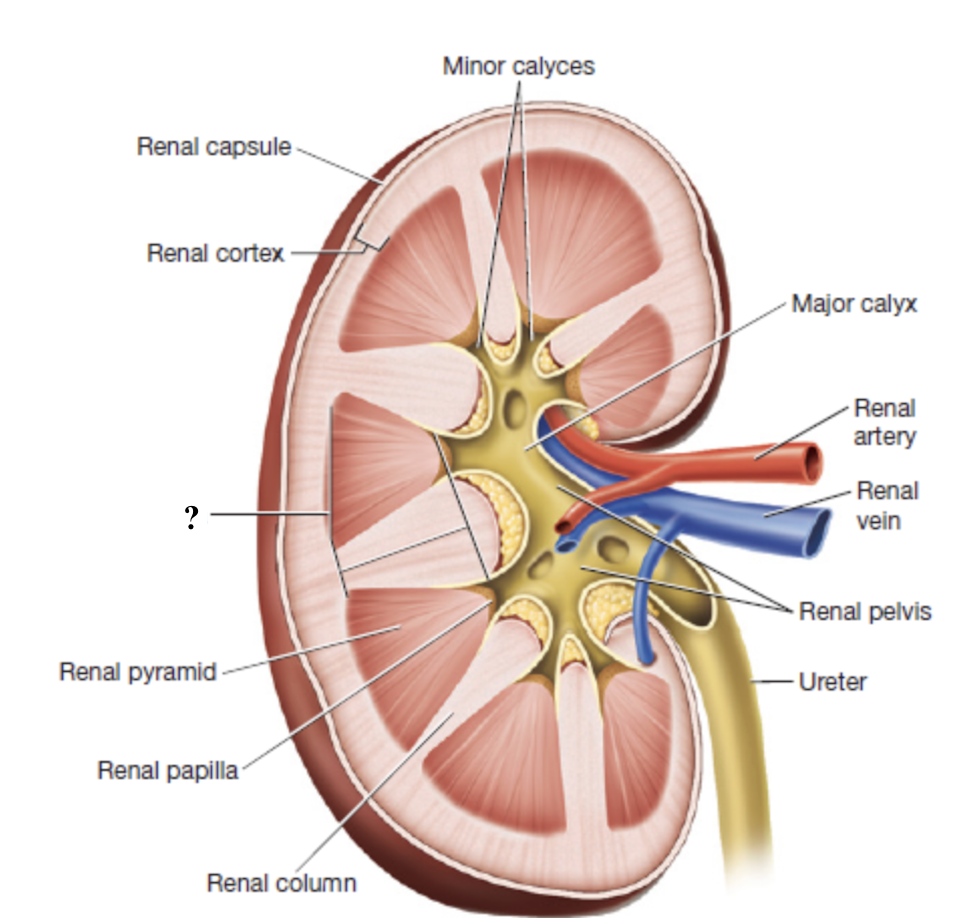 <p>middle region of the kidney</p><ul><li><p>composed of triangular renal pyramids </p></li></ul><p></p>