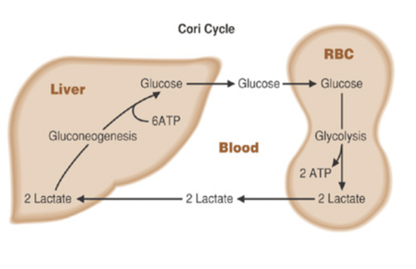 <p>Cori Cycle</p><p>-lactate from anaerobic metabolism in RBC goes to liver</p><p>-converted into glucose which can be taken up by RBC</p>