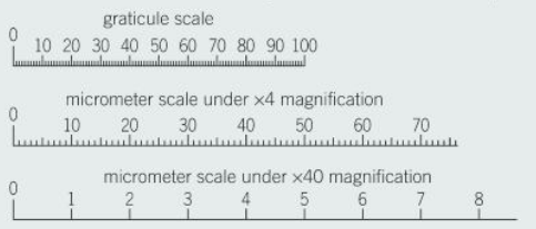 <p>magnification factor for the x40 lens</p>