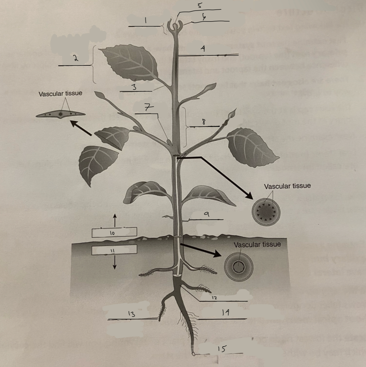 <p>what structure is 12?</p>