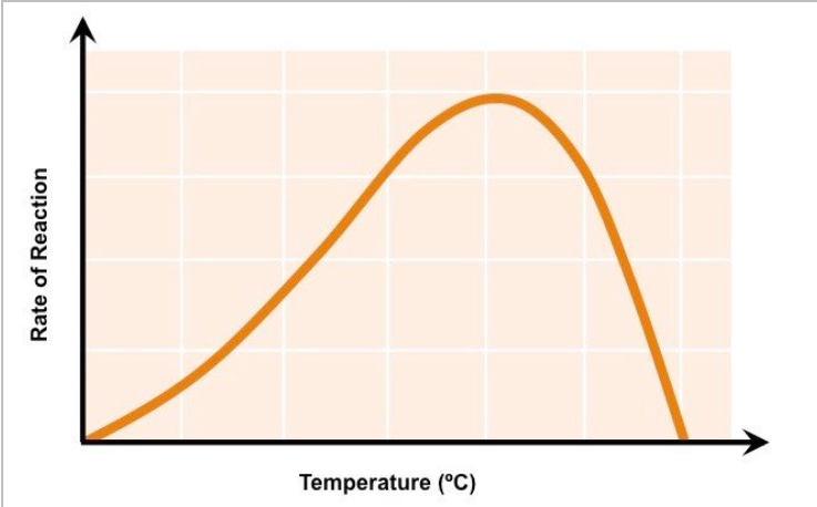 <ul><li><p>higher temp=particles have higher Ek= more frequent collisions= more successful collisions= more enzyme substrate complexes formed&nbsp;</p></li></ul>