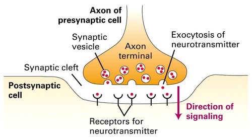 <p>It forms synapses with other cells and releases neurotransmitters into the synaptic cleft.</p>