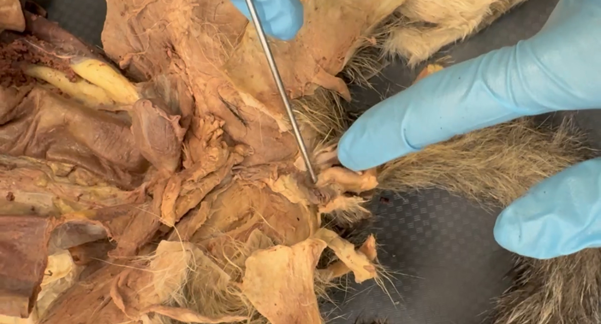 <p>probe points to what</p>