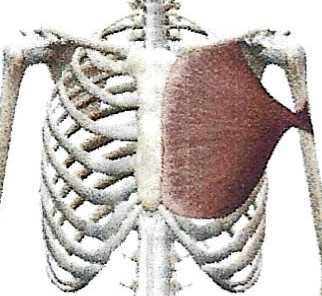 <p>Grand Pectoral</p>