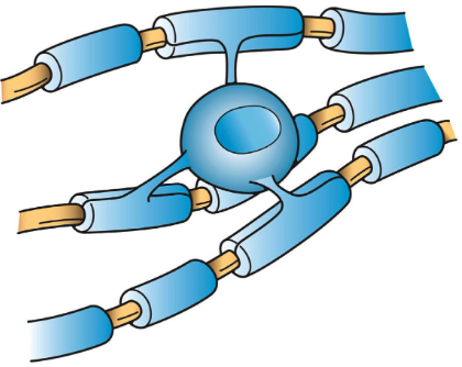 <p>Found in CNS that form and maintain myelin</p>