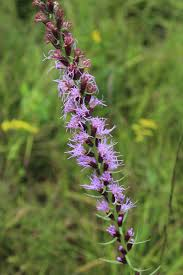 <p>Identify this species</p>