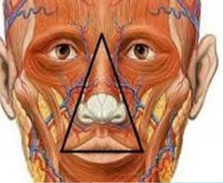 <p>Bridge of nose to corners of the mouth</p>