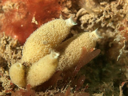 <p>Identify the genus and class of this animal</p>