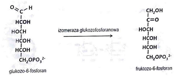<p>(Izomerazy)</p><p>Przekształca cząsteczki w ich izomery.</p>