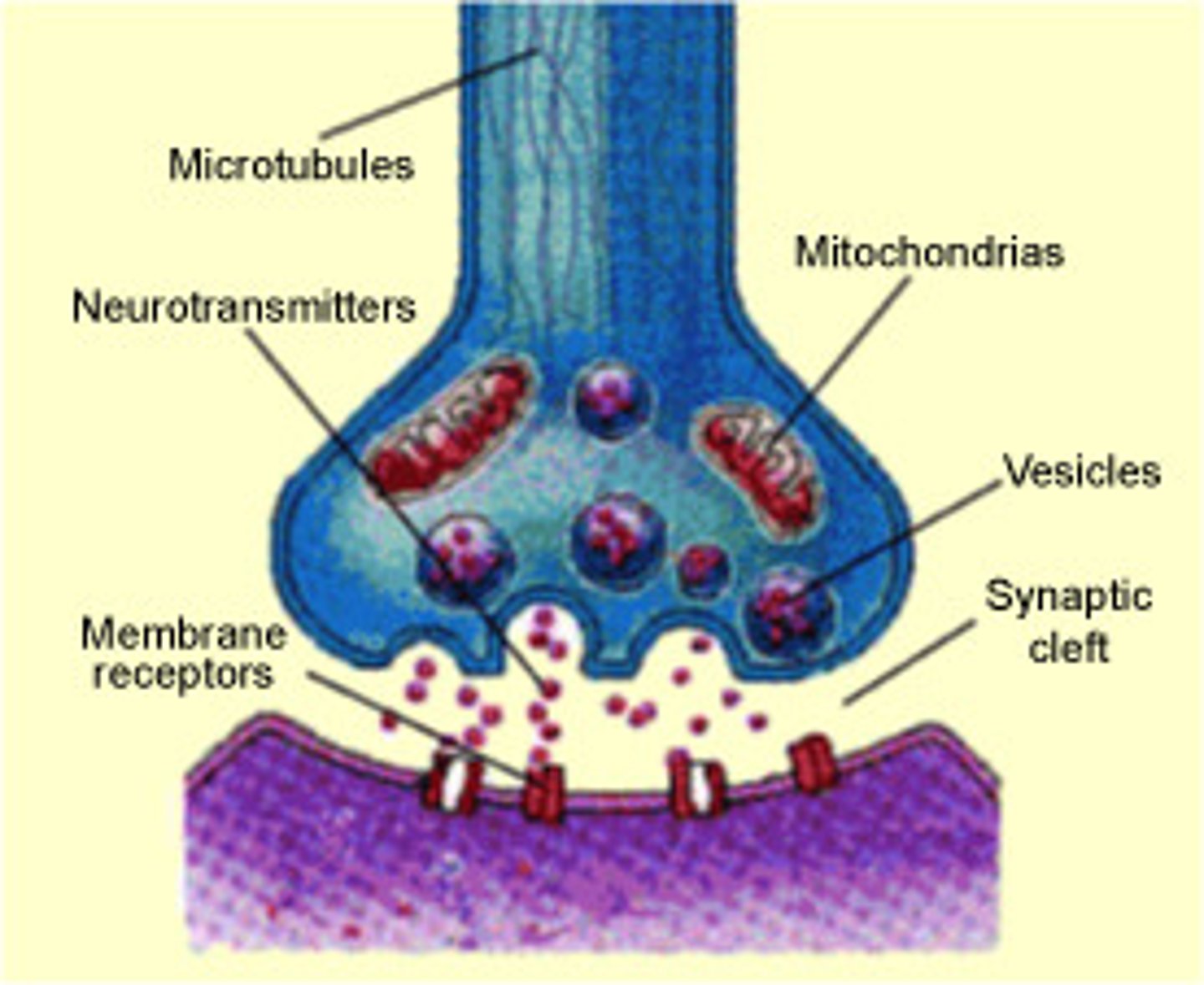 <p>neurotransmitters leaving the axon and arriving at the dendrite of another cell</p>