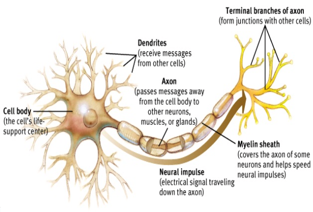 <p>a nerve cell; the basic building block of the nervous system</p>