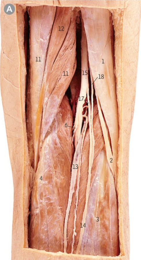 <p>15</p>