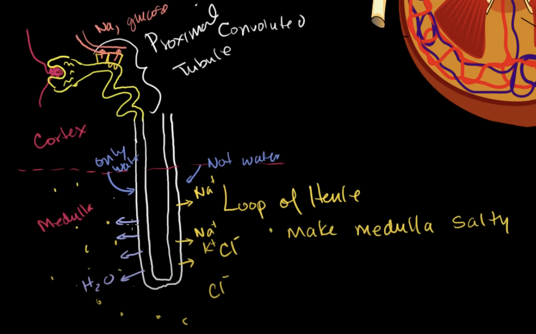 <p>It makes the entire medulla salty.</p><p></p><p>right side is “not water permeable” and sends all the salts into the medulla. this saves the salts in the body from wasting</p><p></p><p>left side is just “water permeable” so it only keeps water there. Because the medulla is salty and doesn’t have much water concentration, the water from the left side gets sent to the medulla.</p><p></p><p>This is how water is reabsorbed in loop of henle</p>