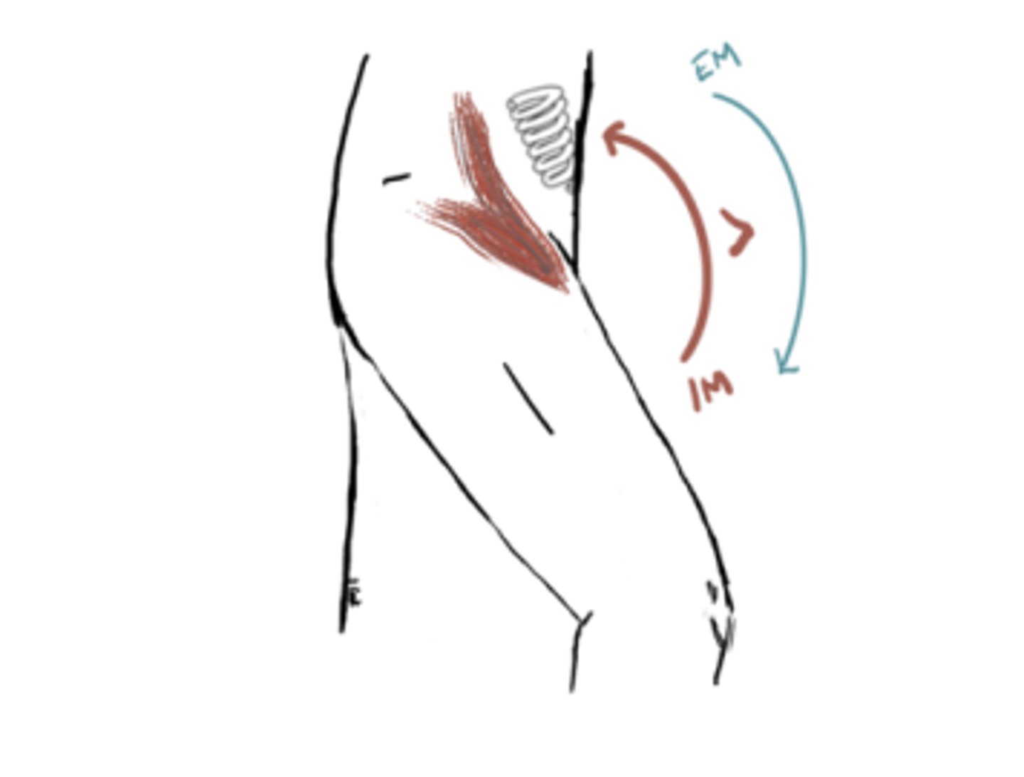 <p>IM: Hip Flexion (Iliopsoas)</p><p>EM: Extension moment</p><p>IM&gt;EM (concentric)</p><p>Angle = Maintains 35° Flexion</p>