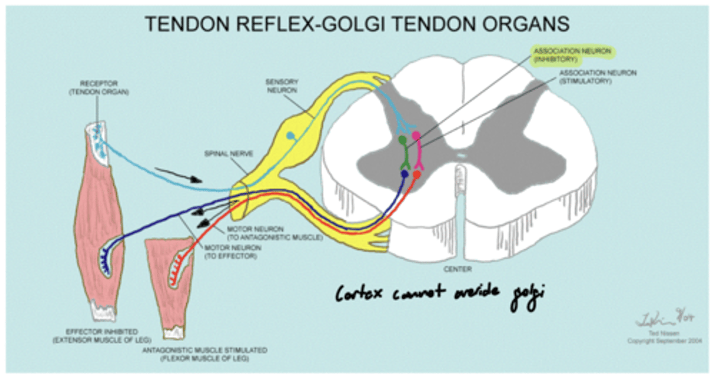 <p>a term that refers to a sensory receptor in a muscle tendon that monitors tension</p>