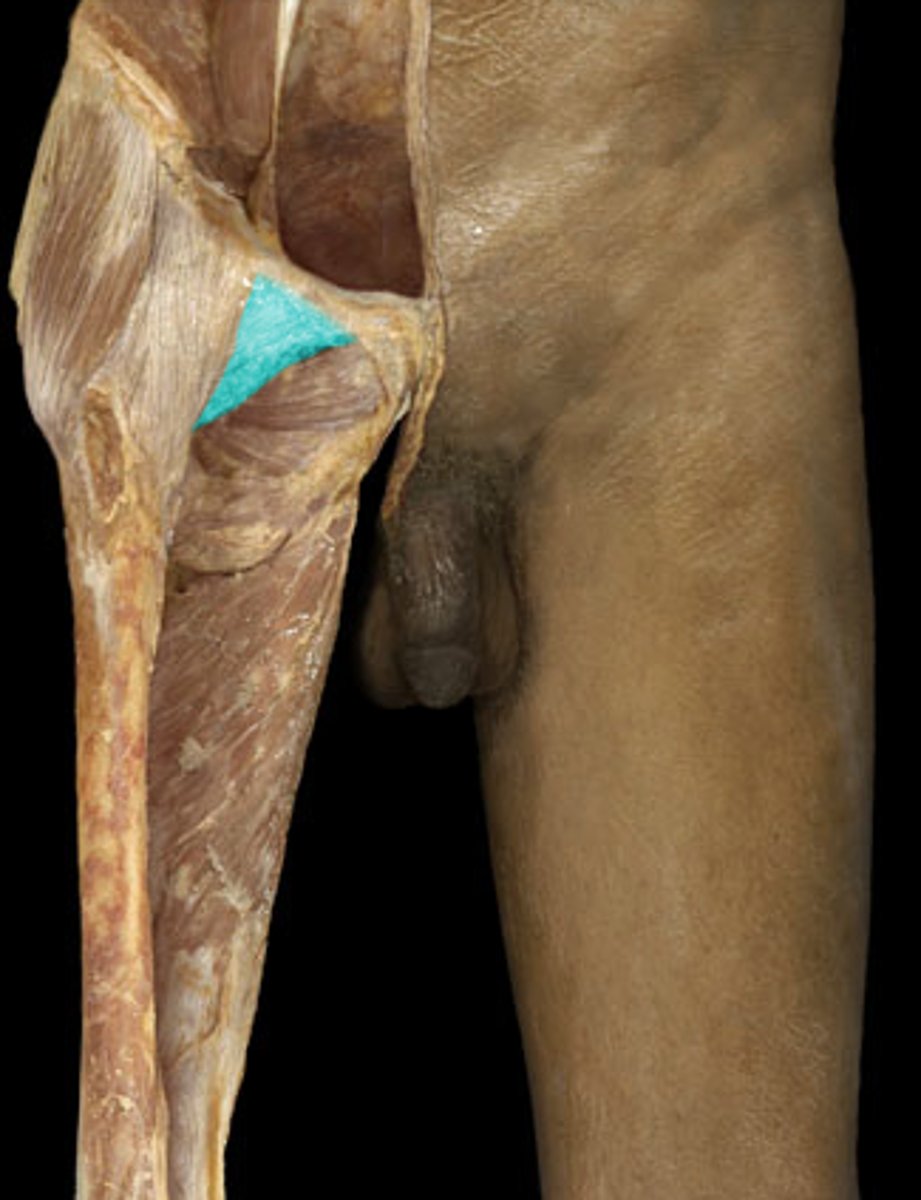 <p>Restricts ABduction</p>