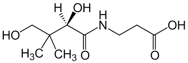 <p>A water-soluble vitamin that is a precursor to coenzyme A, essential for fats, protein, and carbohydrate metabolism</p>