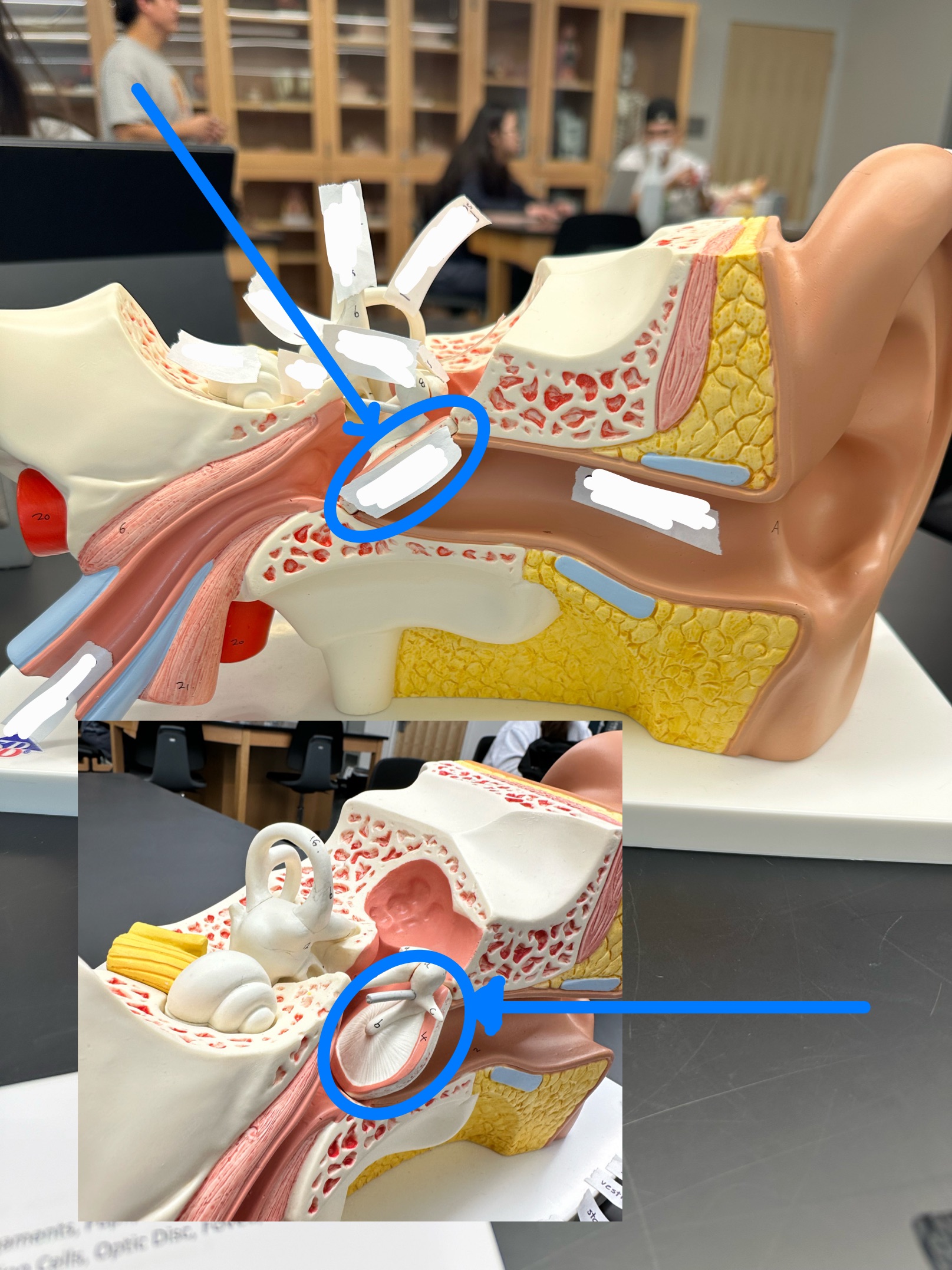 knowt flashcard image