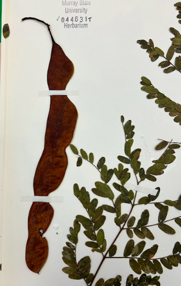 <p>Fabaceae</p><p><em>Gleditsia</em></p>