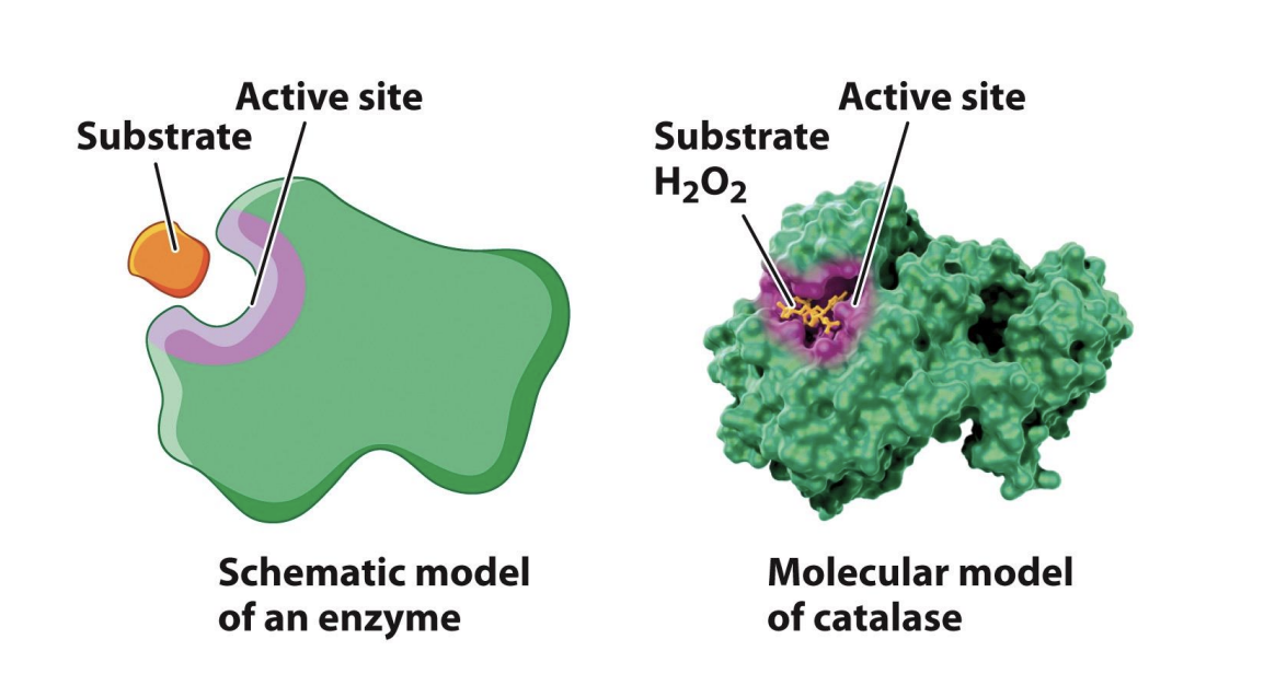 <ul><li><p>The enzyme active site binds the substrate and converts it to the product.</p></li><li><p>The interactions between the substrate and the active site will decrease the activation energy required for the reaction</p></li><li><p><span style="background-color: inherit; line-height: 19.55px; color: windowtext;"><span>Enzymes are proteins with active sites to facilities reactions</span></span><span style="line-height: 19.55px; color: windowtext;"><span> </span></span></p><ul><li><p class="Paragraph SCXO256017212 BCX0" style="text-align: left;"><span style="background-color: inherit; line-height: 19.55px; color: windowtext;"><span>ES complex will meet active site to combine with reactant </span></span><span style="line-height: 19.55px; color: windowtext;"><span> </span></span></p><ul><li><p class="Paragraph SCXO256017212 BCX0" style="text-align: left;"><span style="background-color: inherit; line-height: 19.55px; color: windowtext;"><span>Active site will change reactent to products</span></span><span style="line-height: 19.55px; color: windowtext;"><span> </span></span></p></li></ul></li><li><p class="Paragraph SCXO256017212 BCX0" style="text-align: left;"><span style="background-color: inherit; line-height: 19.55px; color: windowtext;"><span>Interactions between substrte and active site -> decreases EA</span></span><span style="line-height: 19.55px; color: windowtext;"><span> </span></span></p></li></ul></li><li><p class="Paragraph SCXO256017212 BCX0" style="text-align: left;"><span style="background-color: inherit; line-height: 19.55px; color: windowtext;"><span>Enzymes needed by many biological reactions -> not enough EA to make them happen → they go slower</span></span></p></li></ul><p></p>