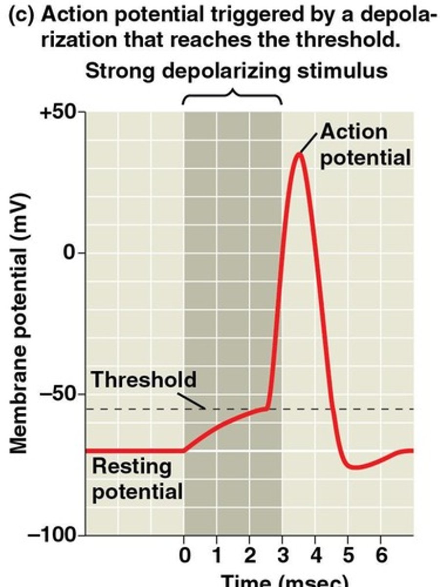 <p>A brief, all-or-none depolarization of a neuron's plasma membrane.</p>