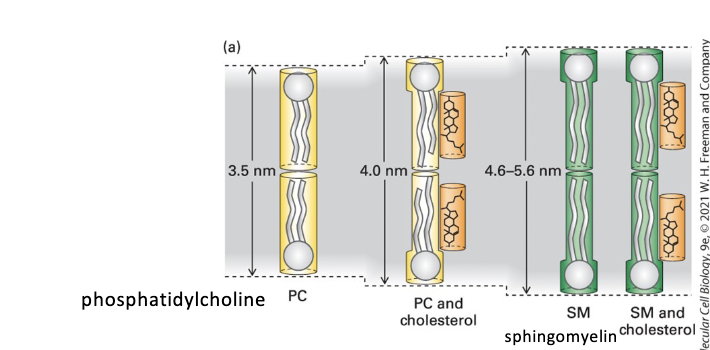 <p>PC < PC + cholesterol < SM < SM + cholesterol </p>