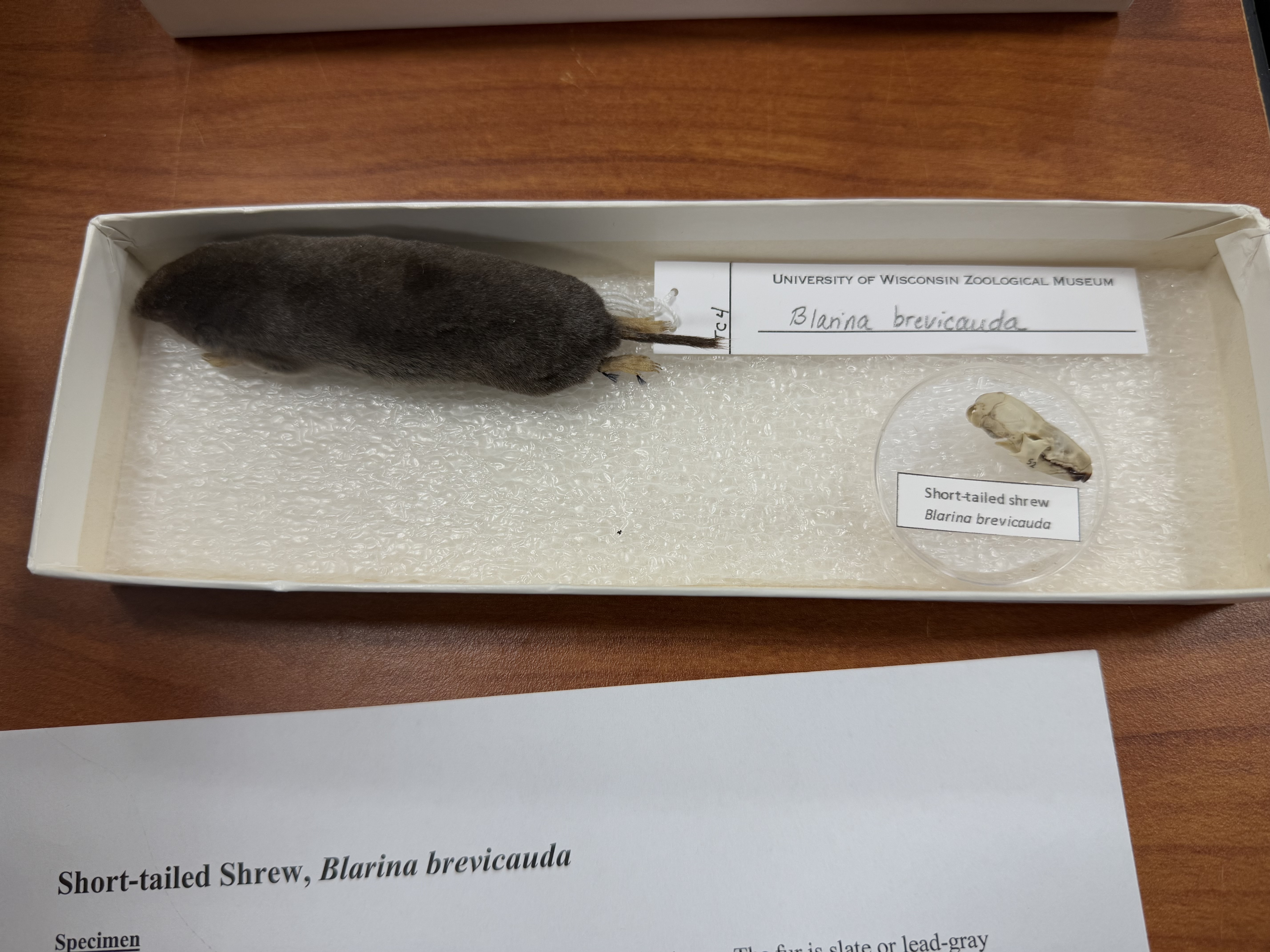 <p>Blarina brevicauda</p>