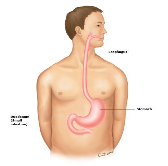 <p>Upper GI Tract</p>