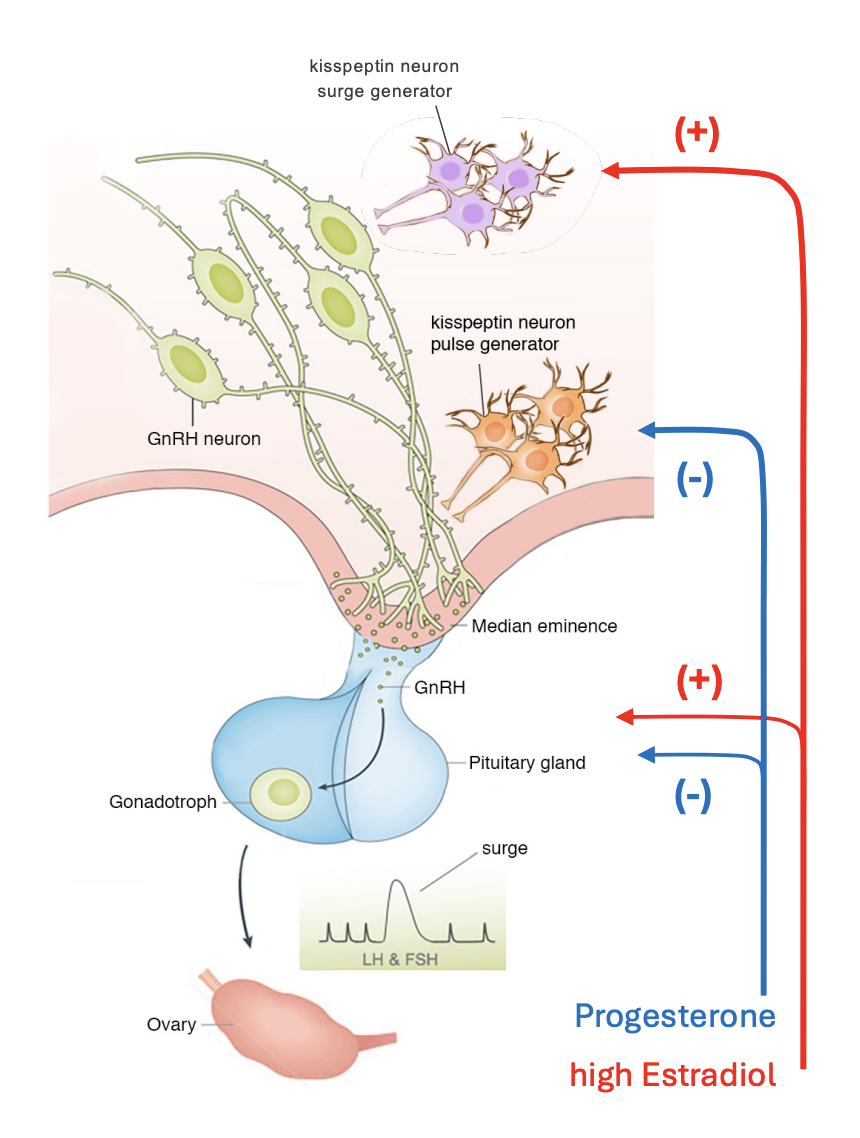 <ul><li><p><strong>NEGATIVE: Progesterone</strong>→ inhibit GnRH and <strong>Pulse</strong> generator</p></li><li><p><strong>POSITIVE</strong>: <strong>High</strong> <strong>estradiol</strong>→ increase GnRH and <strong>Surge</strong> generator</p></li></ul><p></p>