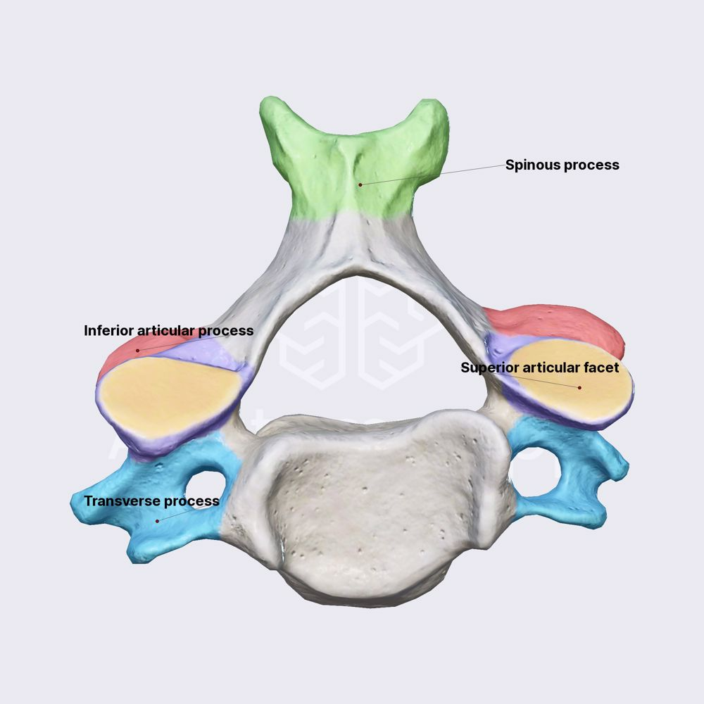 <p><span><span>bony projections on the upper surface of a vertebra, where the vertebrae touch each other </span></span></p>