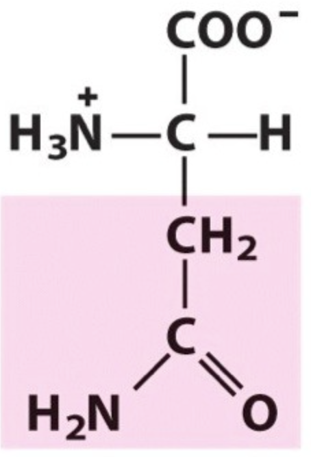 <p>Name the amino acid.</p>