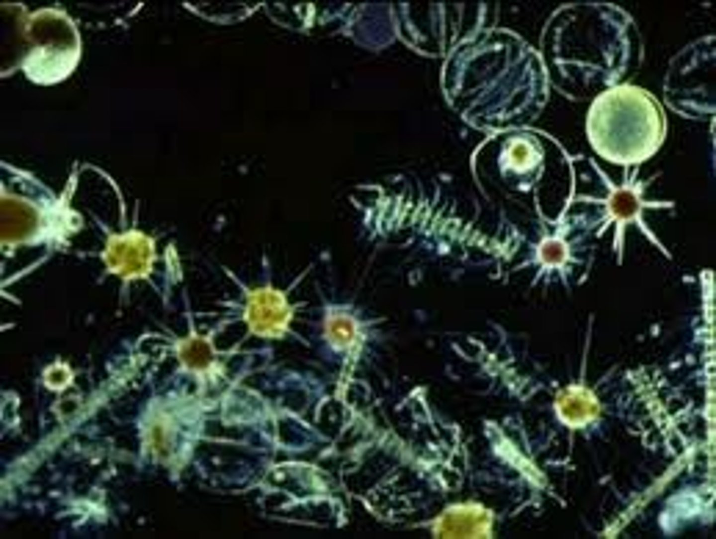 <p>Microscopic plant or plant-like organisms that provide food for other organisms.</p>