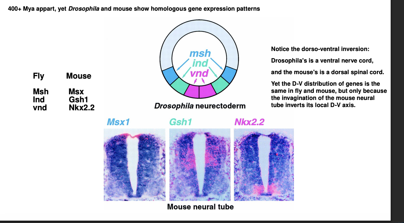 <p><strong>Must consider the Dorsal-ventral inversion in vertebrates </strong></p><ul><li><p>Neural tube is invaginated</p></li><li><p>therefore→ bottom of the neural tube is embryonically the <strong>most</strong> dorsal part of the neuroectoderm</p></li><li><p>the invagination of the neural tube <strong>reverses</strong> the relative position of the regions expressing these genes</p><ul><li><p>therefore→ match with the absolute position of their homologues i nthe fly</p></li></ul></li><li><p><strong>recall:</strong> invertebrates are D-V inverted relative to vertebrates</p></li></ul><p><em>Therefore: genes </em><strong><em>and</em></strong><em> their spatial expression patterns are </em><strong><em>conserved</em></strong><em> between vertebrates and invertebrates</em></p>